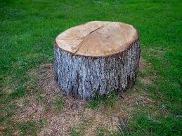 Tree and Shrub Care in Hornell, NY