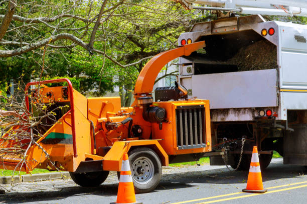 Reliable Hornell, NY Tree Removal Solutions