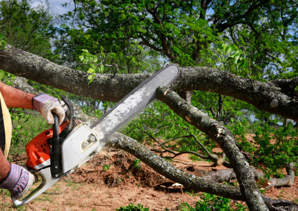 How Our Tree Care Process Works  in  Hornell, NY